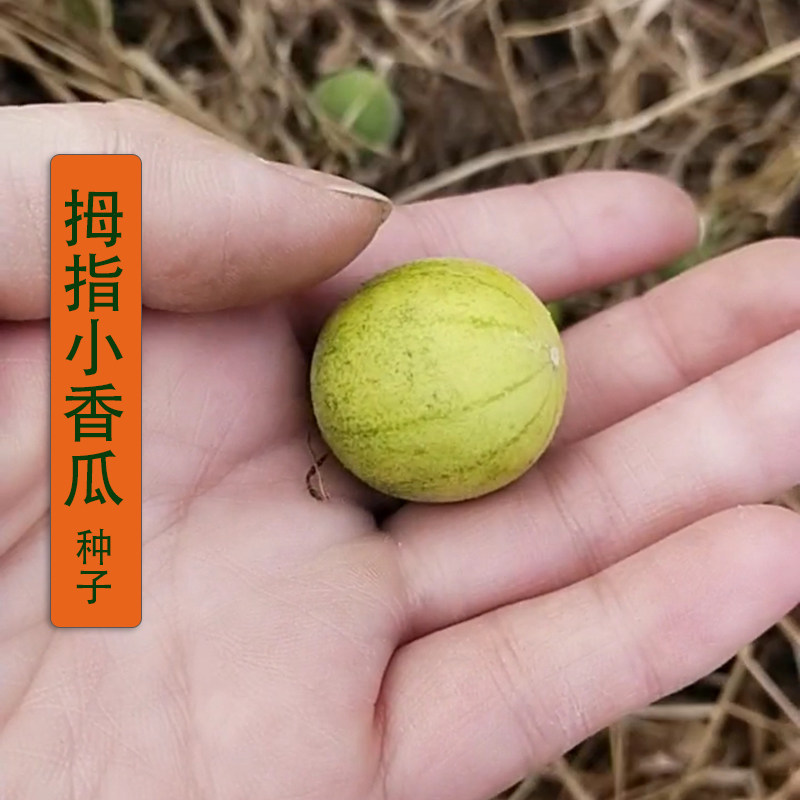 野生迷你小香瓜种子拇指香瓜马宝蛋瓜马炮瓜小西瓜种籽阳台盆栽