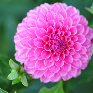 复瓣混色小丽花大丽花种子太阳花天竺牡丹地瓜花种籽花盆栽观赏花