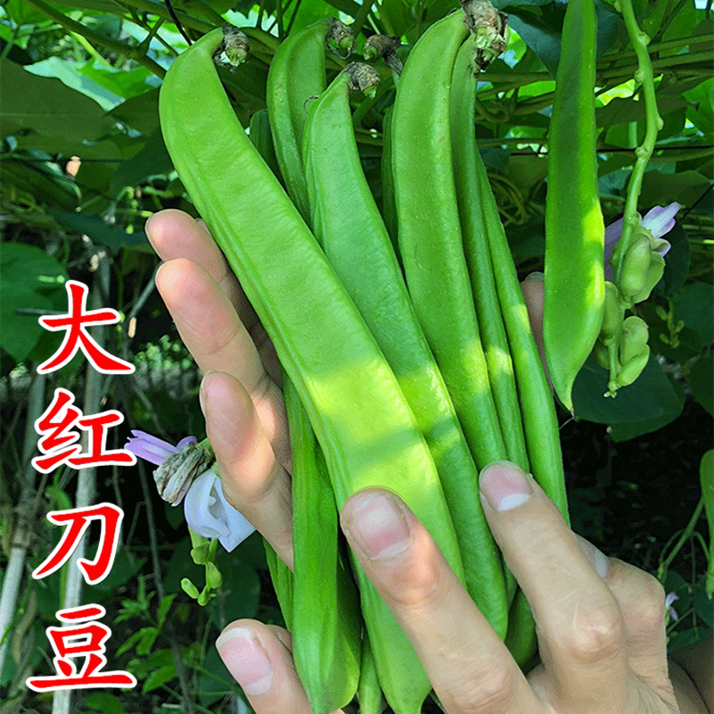 大红刀豆种子红色蔬菜种籽四季魔豆巴西豆种子阳台巨型长豆角包邮