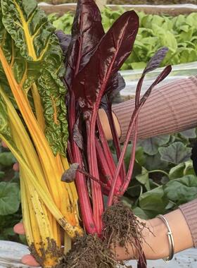 红甜菜苗金叶甜菜种子秧苗黄杆牛皮菜阳台盆栽蔬菜四季