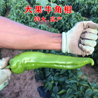 辣椒种子菜蔬源四季牛角椒秧苗