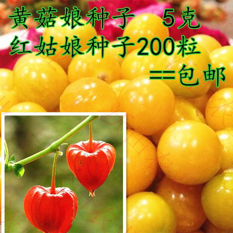 灯笼果阳台盆栽四季种子