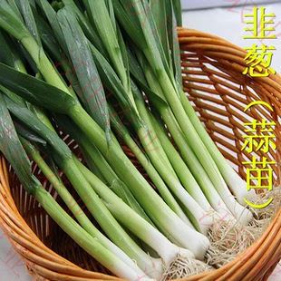 洋葱蒜苗韭葱种籽洋蒜苗海蒜青蒜种子微辣庭院阳台春四季蔬菜包邮