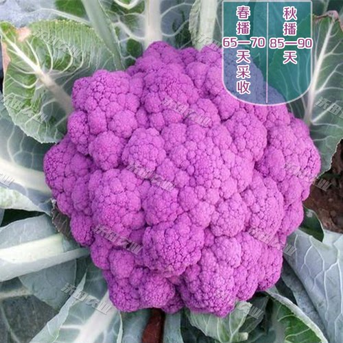 西兰花种籽四季价格 西兰花种籽四季图片 星期三