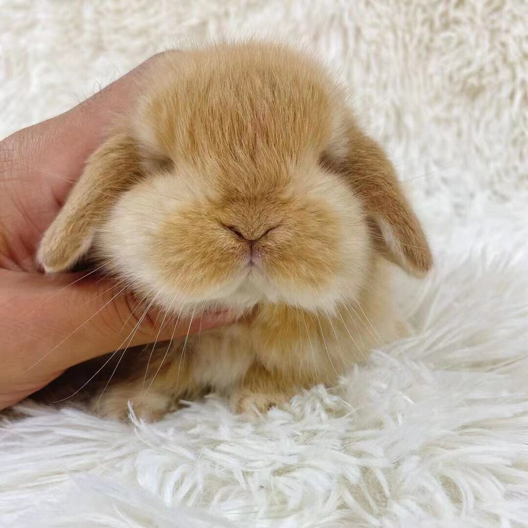 兔子活物垂耳兔宠物兔不咬人好养活儿童宠物活体幼苗迷你折耳兔黄
