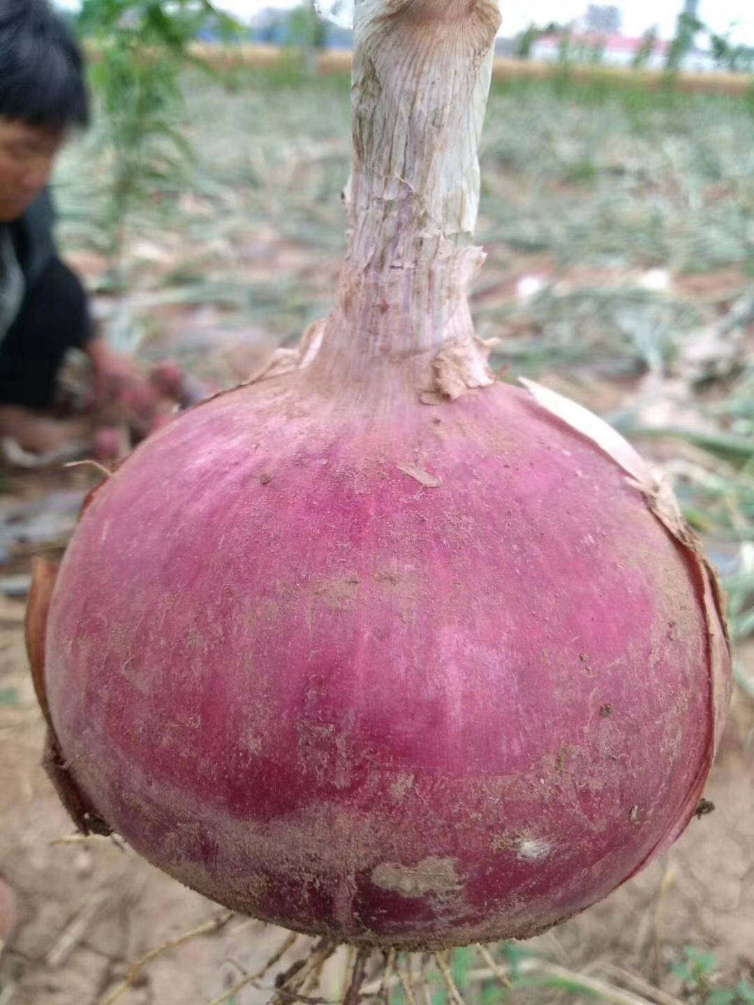 璐通紫皮洋葱种子黄皮洋葱种子 家庭园艺种子