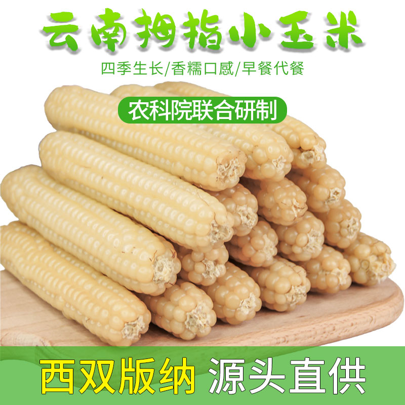 拇指小玉米棒新鲜甜香糯黏儿童宝宝包谷即食早餐代餐云南西双版纳