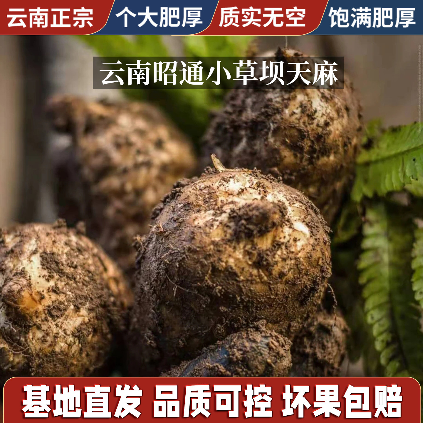 云南新鲜天麻大果现挖现发仿野生种植甄选乌天麻正宗昭通小草坝