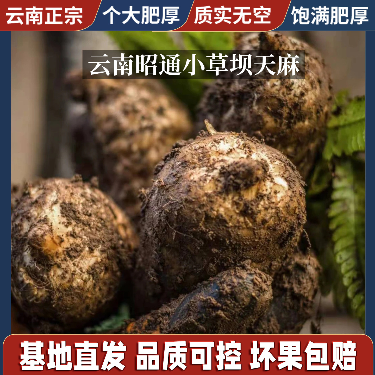 云南新鲜天麻大果现挖现发仿野生种植甄选乌天麻正宗昭通小草坝