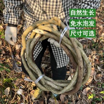 树藤枯藤婚庆装饰红山藤挂壁室内造景爬宠藤条葡萄叶干树枝山藤条