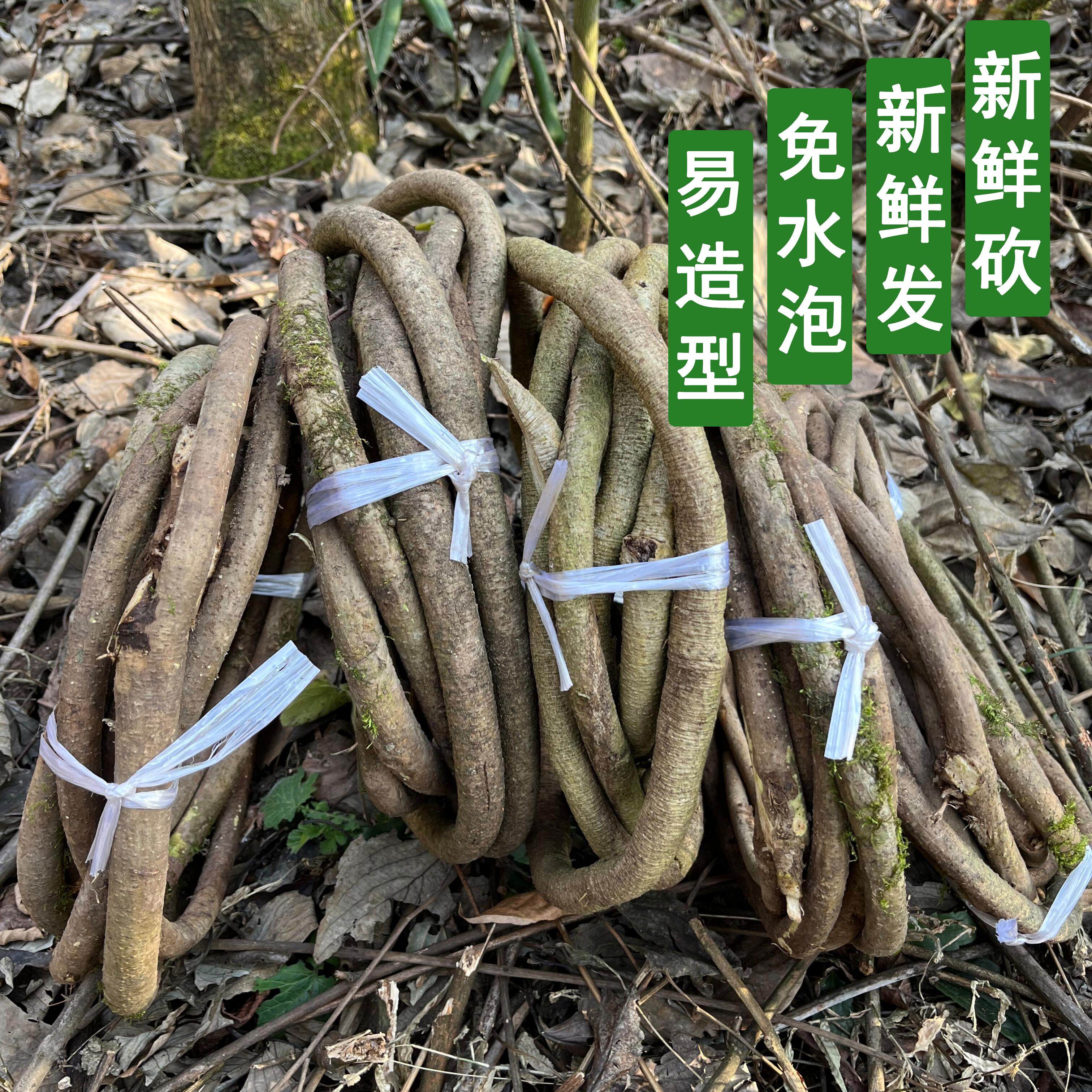 新鲜树藤老藤王免泡水装饰树藤条缠绕树藤条婚庆树藤编织树枝干条
