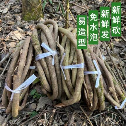 新鲜树藤老藤王免泡水装饰树藤条缠绕树藤条婚庆树藤编织树枝干条