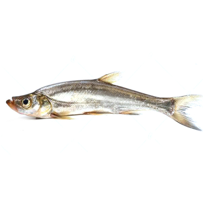 冷水鱼翘嘴鱼苗米级翘壳红鲌大白刁鲜活白条淡水养殖优质路亚俏嘴