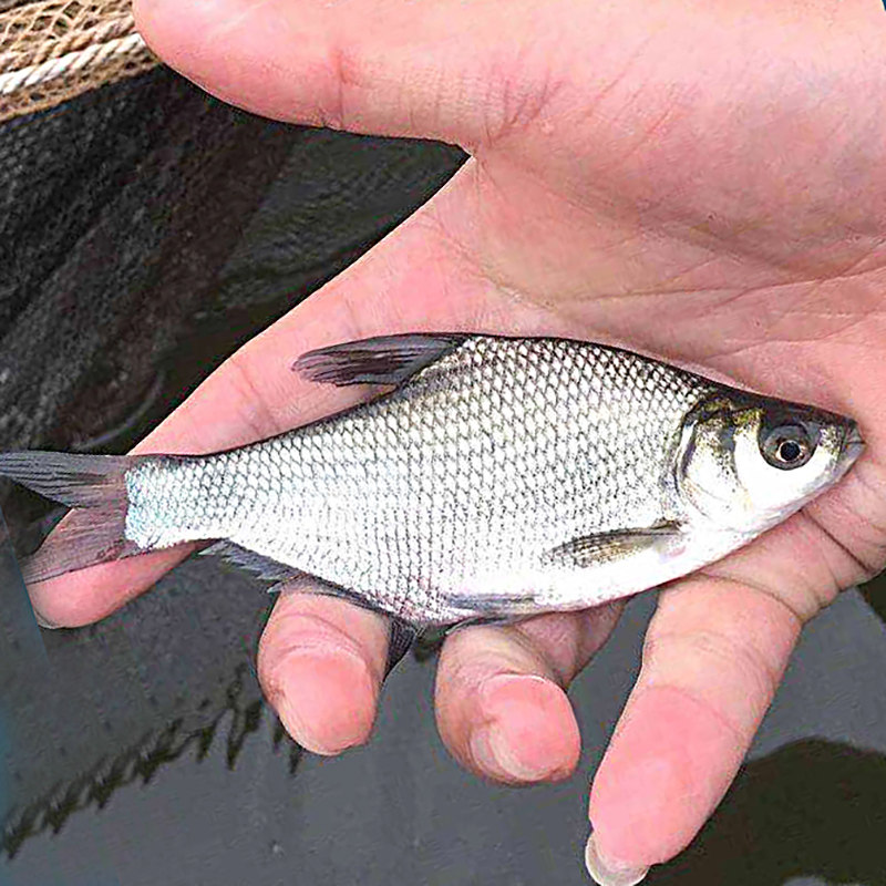 淡水武昌鱼苗鳊鱼苗三角鲂冷水鱼养殖鱼沙边鱼扁鱼团头鲂观赏鱼苗 - 实物图