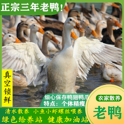 老鸭土鸭3年老鸭子整只农家散养麻鸭新鲜鸭子肉活体现杀老水鸭