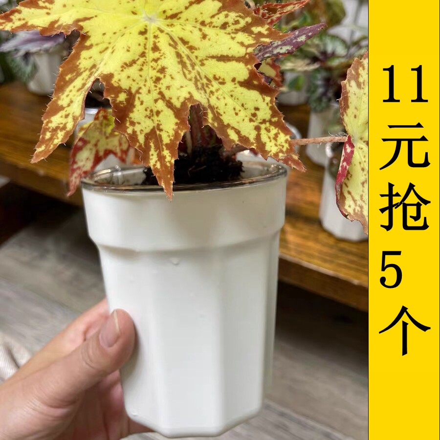 塑料花盆自吸水懒人花盆塑料加仑盆透气控根套盆水培室内外绿植盆