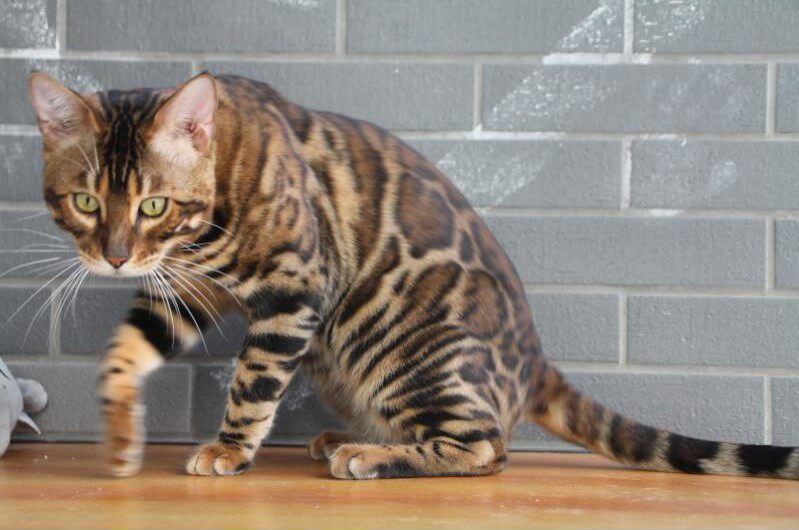 纯种孟加拉豹猫幼猫玩具虎猫老虎猫活体玫瑰花纹短毛赛级宠物猫咪