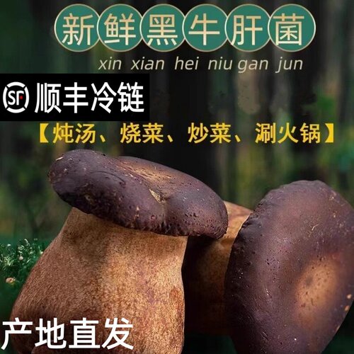 美味牛肝菌新鲜云南版纳特产干牛肝菌新鲜菌菇类蘑菇煲汤食材菌菇