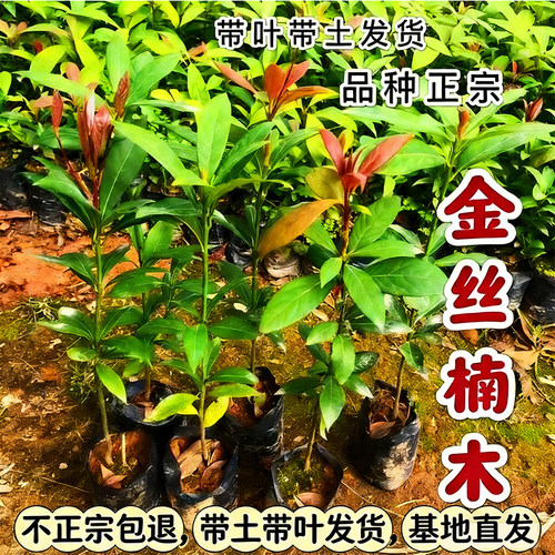 正宗四川金丝楠木树苗