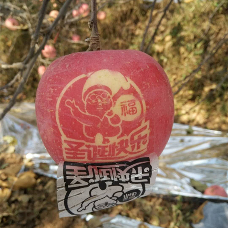 带字苹果贴字苹果印字苹果圣诞果平安夜圣诞节礼物顺丰包邮
