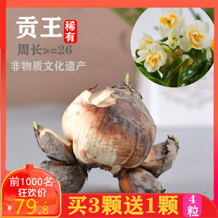 【贡王水仙花】正宗漳州单复瓣水仙花头水养花卉植物种子水培种球
