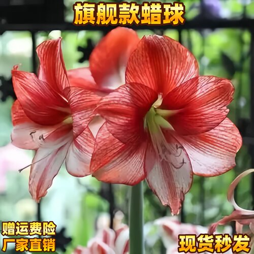朱顶红蜡球封蜡重瓣朱顶红种球