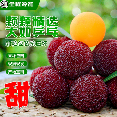 孕妇水果仙居杨梅果园直发
