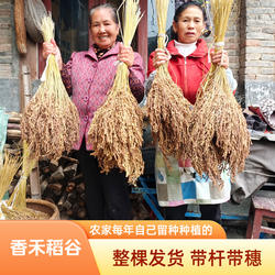 黎平香禾稻谷穗带杆带壳糯谷子贵州农家留种子自己种植真稻谷道具