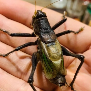 活体蝈蝈鸣虫高亢鸣叫健康饲养包活到家顺丰冷链送罐宠物观赏
