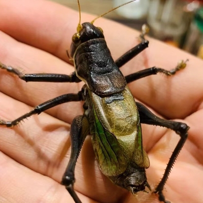 蝈蝈精品蝈蝈笼螽斯扎嘴