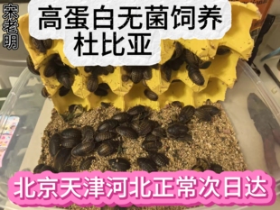 北京顺丰杜比亚蟑螂活虫幼体繁殖组活体饲料蜥蜴守宫龟龙鱼无菌
