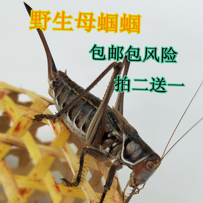 大铁皮母蝈蝈活体繁殖母蝈蝈山青绿产蝈蝈卵多爬虫鸣虫宠物