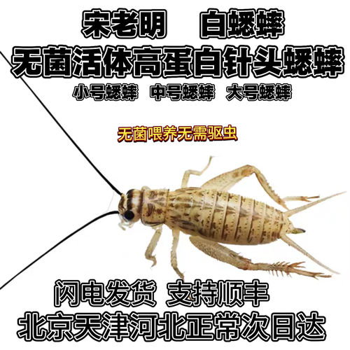 高蛋白无菌针头白蟋蟀活体饲料爬虫专用油葫芦蜥蜴龙鱼 北京发货