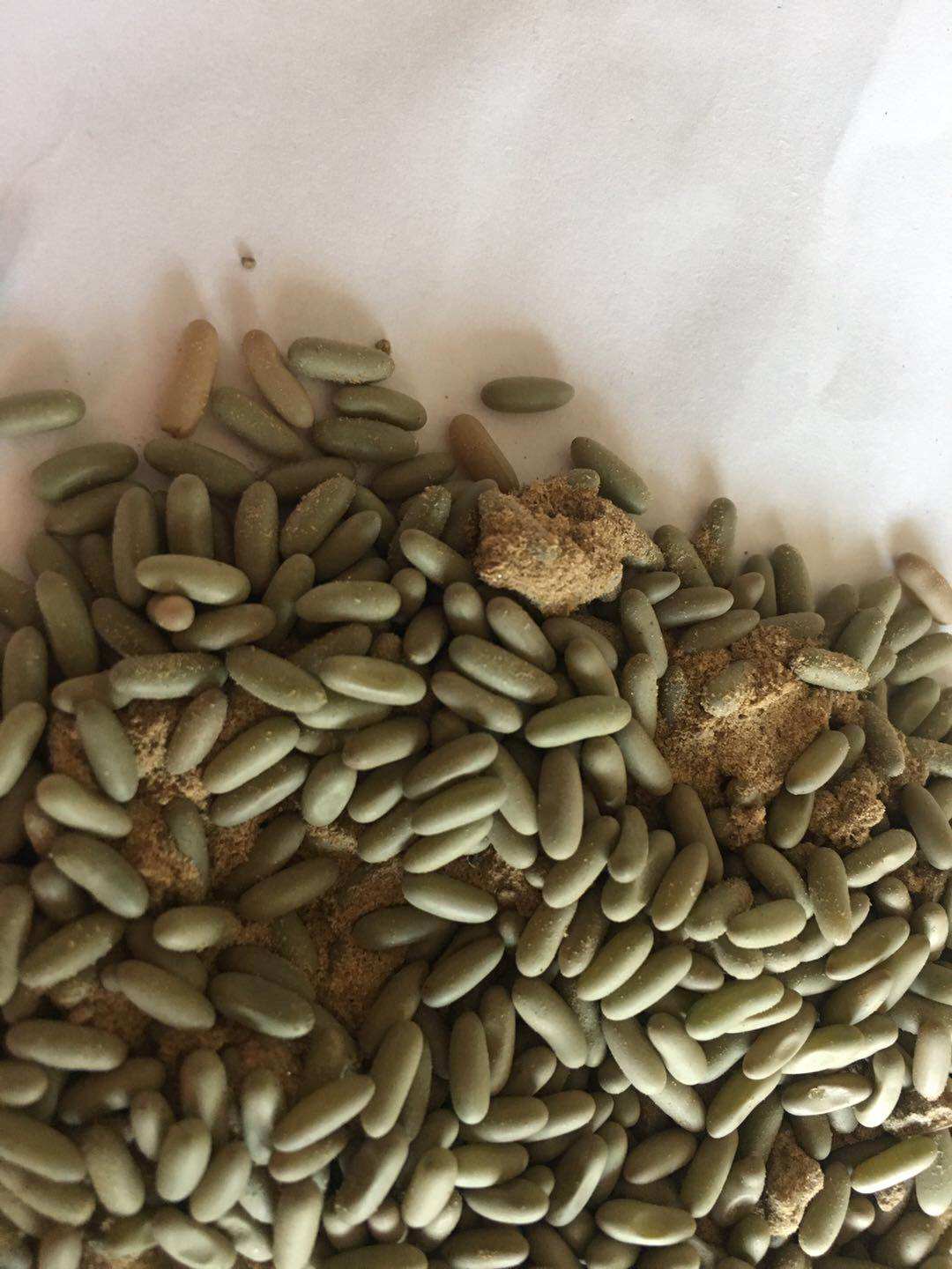 蝈蝈籽孵化蝈蝈山青平谷黑草白活体卵萌动卵10粒起发