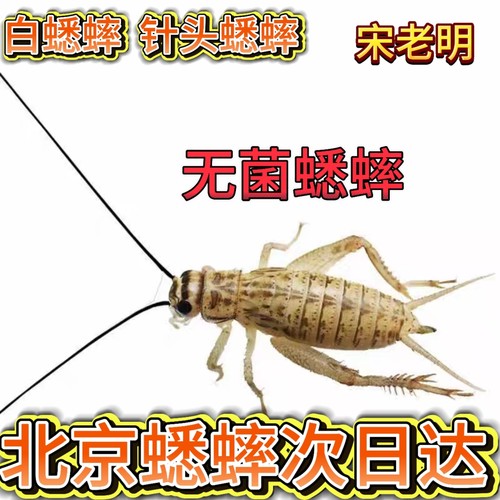 高蛋白无菌针头白蟋蟀活体饲料爬虫专用油葫芦蜥蜴龙鱼 北京发货