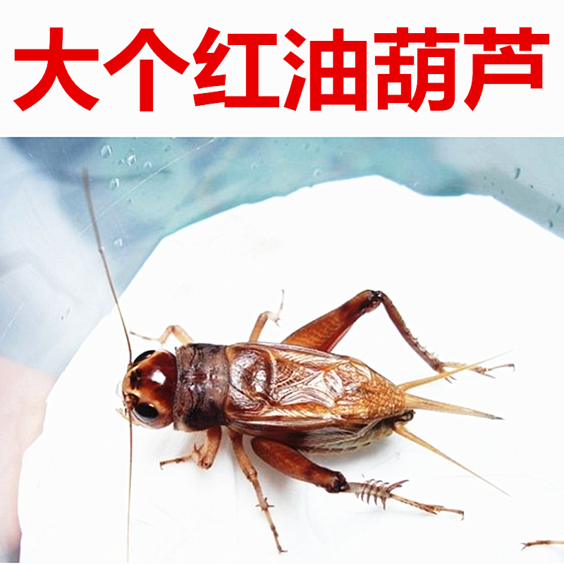 油葫芦蛐蛐大个油葫芦蟋蟀活体农民自抓老人听叫观赏鸣虫歌唱