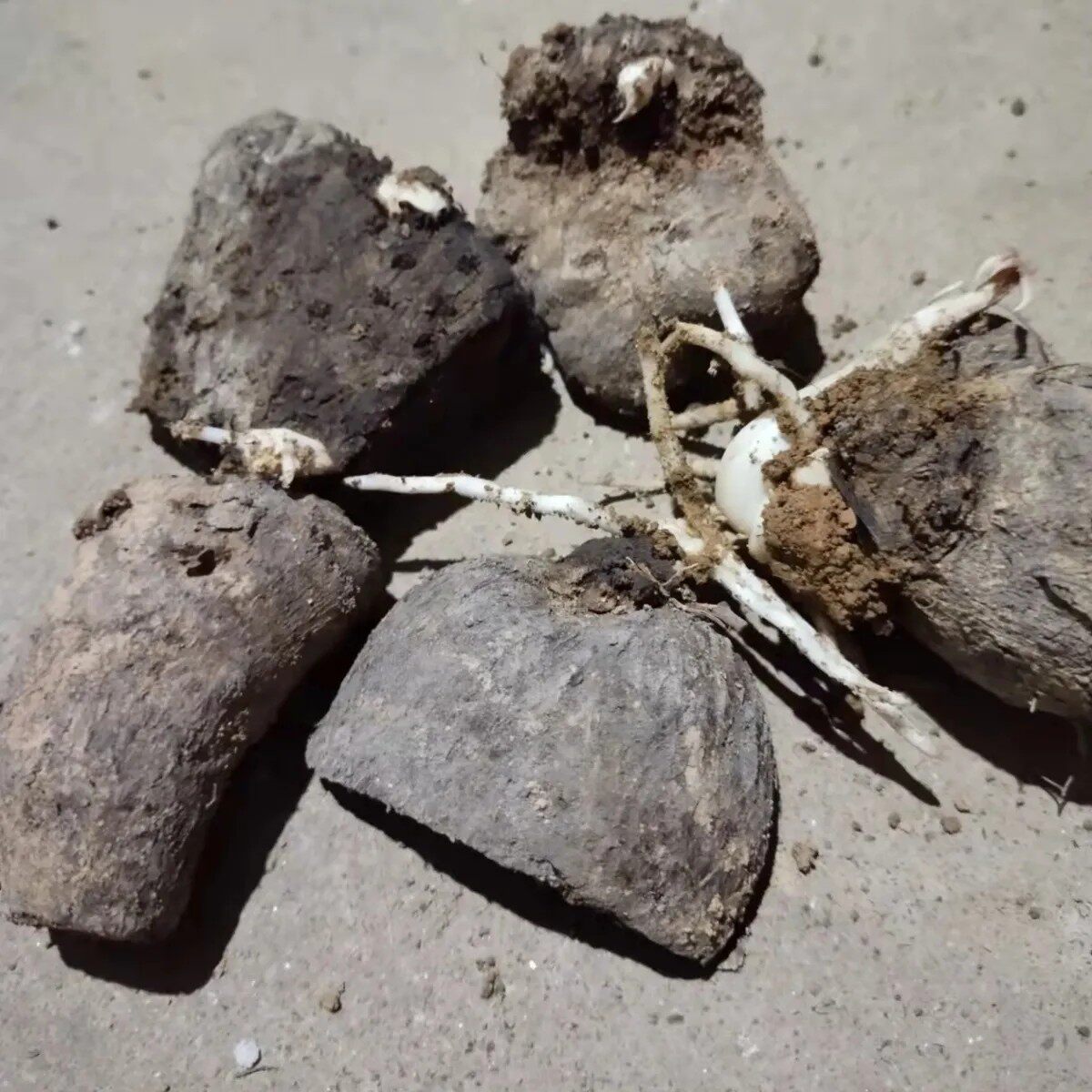 白心  脚板薯苗湖南老品种白薯种子大薯非淮山药带芽现货薯块
