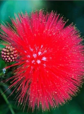 草木奇缘合欢树苗合欢苗绒花树苗芙蓉花树苗庭院盆栽合欢树苗