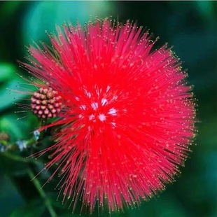 草木奇缘合欢树苗合欢苗绒花树苗芙蓉花树苗庭院盆栽合欢树苗