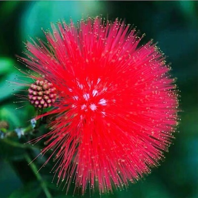 草木奇缘合欢树苗合欢苗绒花树苗芙蓉花树苗庭院盆栽合欢树苗