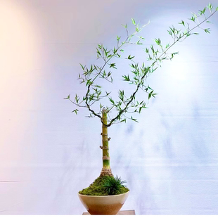 常青 直播間一物一拍小葉簕竹茶桌盆景盆栽綠植生樁練手樁四季