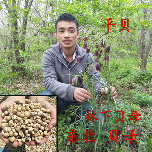 东北山区林下贝母 平贝 山贝母 平贝母 东北贝母 250克 晒干 贝母