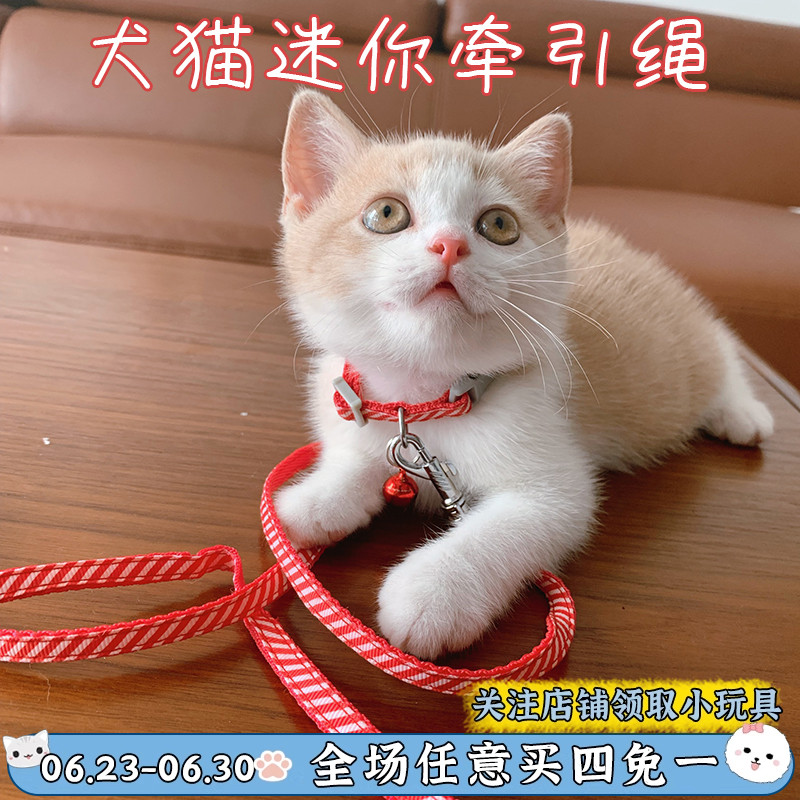 狗狗幼猫咪幼犬牵引绳套脖铃铛牵引绳小型玩具茶杯犬迷你遛狗猫绳