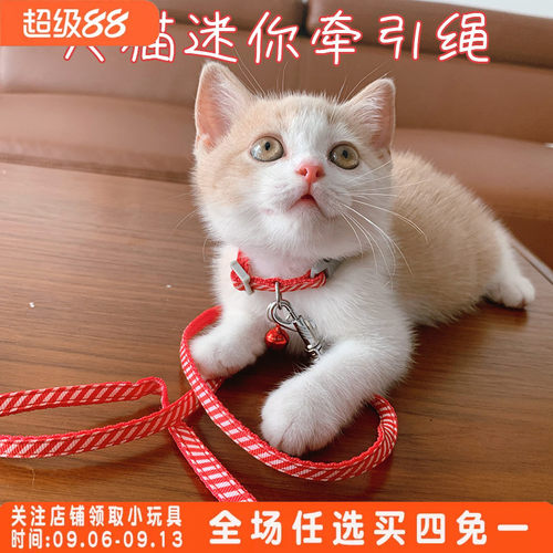 狗狗幼猫咪幼犬牵引绳套脖铃铛牵引绳小型玩具茶杯犬迷你遛狗猫绳