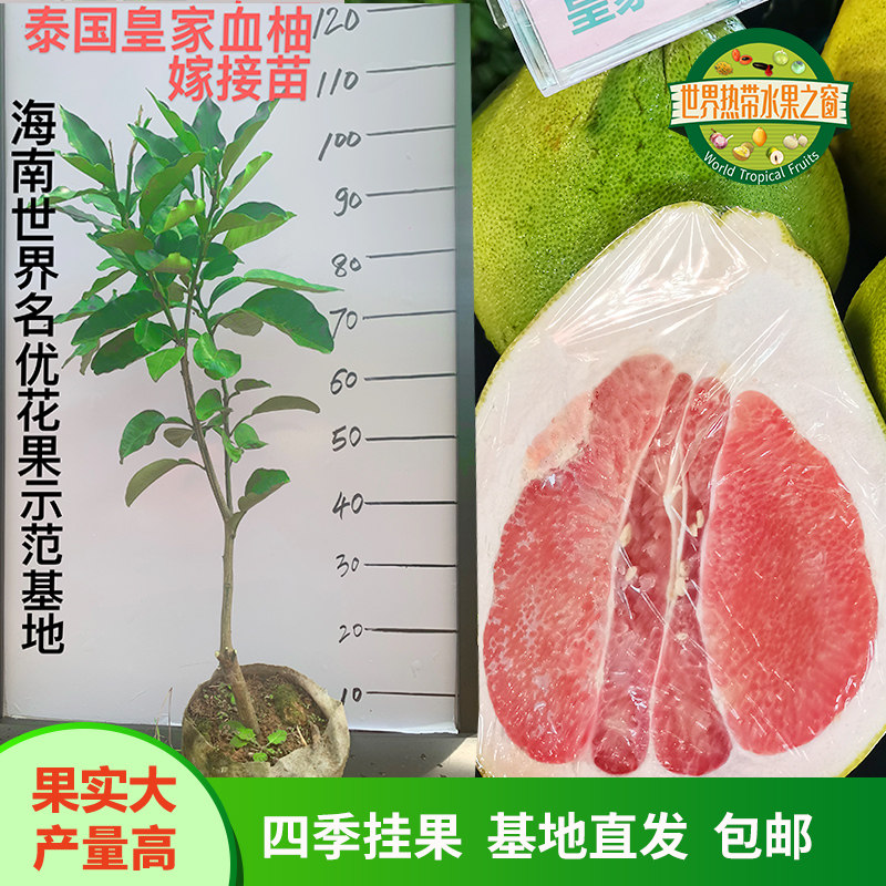 泰国皇家血柚嫁接苗红心红肉青柚子树苗原土原叶原美值袋发货