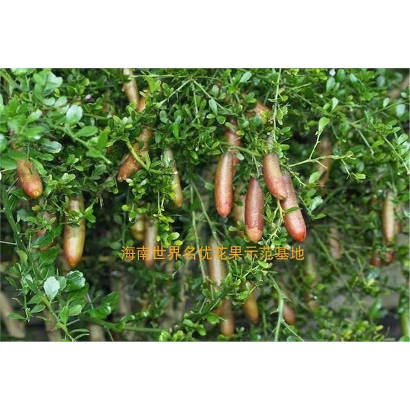 澳洲手指柠檬指橙嫁接苗香槟红品种苗盆栽 结果树