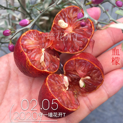 澳大利亚血檬/血柠Australian Blood 圆柠檬 日出辉 杂交柠檬盆景