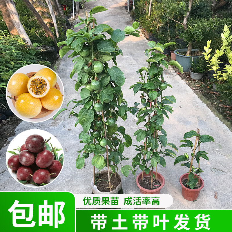 广西9号黄金百香果树果苗四季不断结果盆栽带果特大爬藤种植水果图片