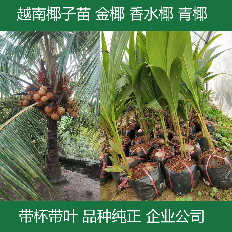 香水椰子图片,椰子图片_大山谷图库