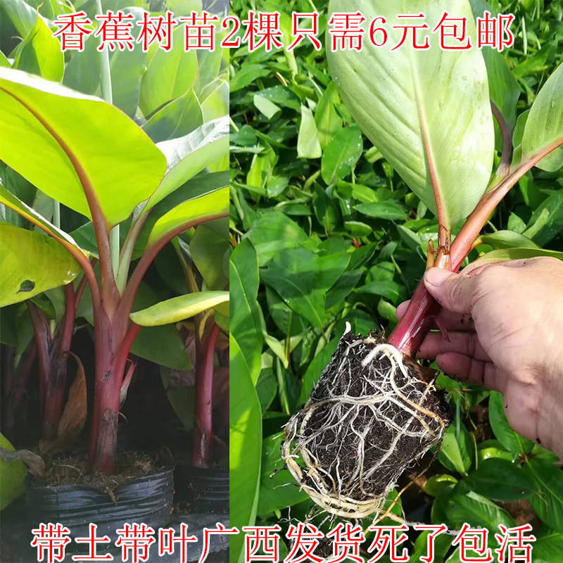 香蕉树苗 巴西蕉威廉斯B6蕉 粉蕉苗皇帝蕉苗贡蕉树苗米蕉苗红香蕉